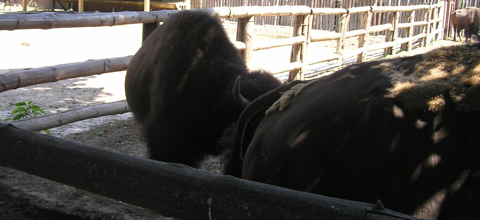 永久授权商城的如何攻击网站
